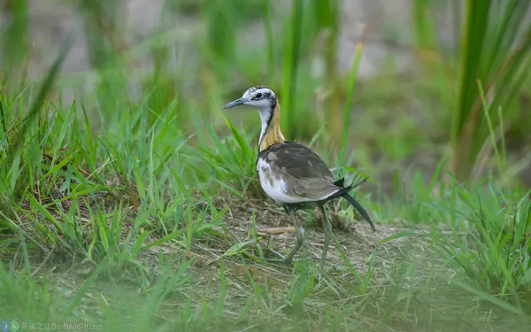 pheasant-tailed-jacana (3)