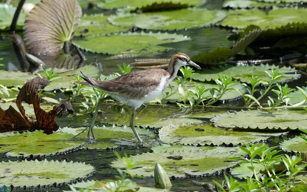 pheasant-tailed-jacana (4)