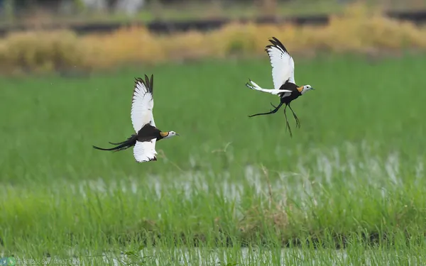 pheasant-tailed-jacana (6)