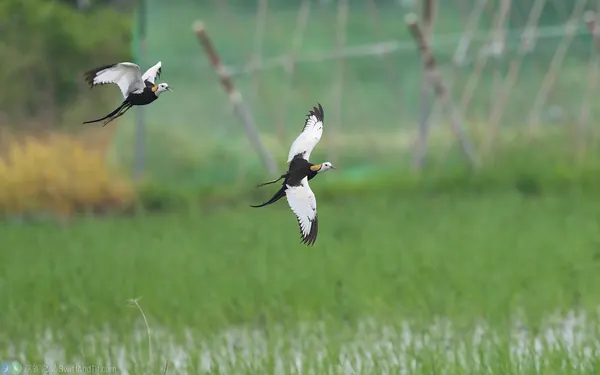 pheasant-tailed-jacana (7)