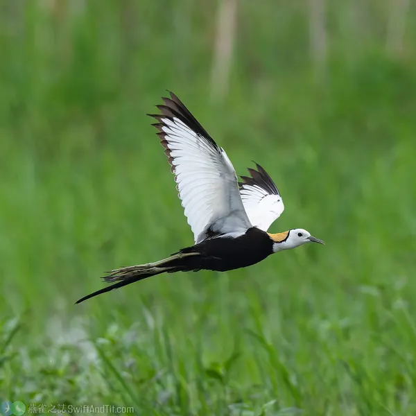 pheasant-tailed-jacana-breeding-sq