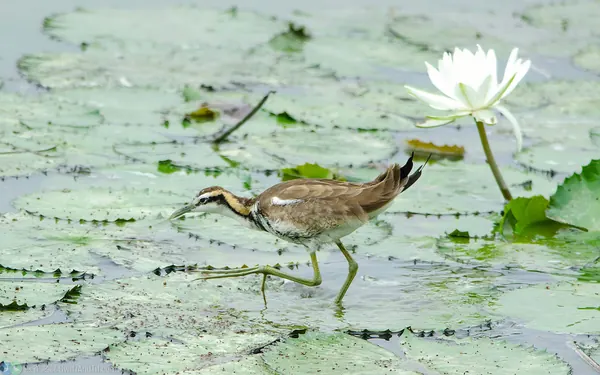 pheasant-tailed-jacana-nonbreeding