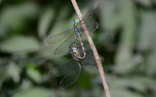 長鋏晏蜓 Gynacantha hyalina