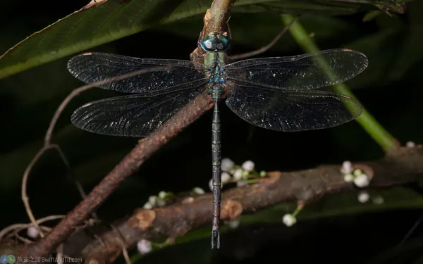 長鋏晏蜓 Gynacantha hyalina