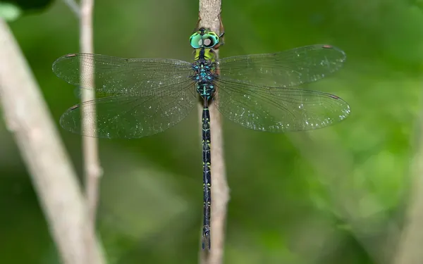 長鋏晏蜓 Gynacantha hyalina