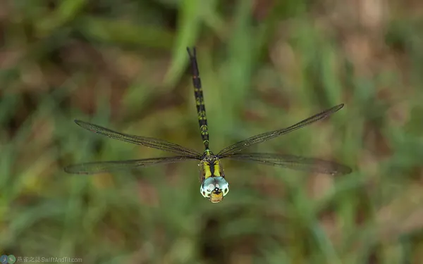長鋏晏蜓 Gynacantha hyalina