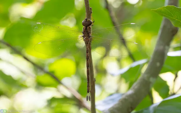 長鋏晏蜓 Gynacantha hyalina
