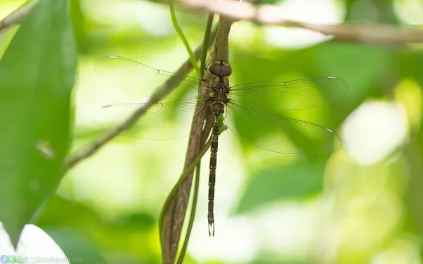 長鋏晏蜓 Gynacantha hyalina