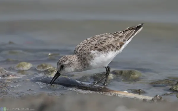 小濱鷸 Little Stint
