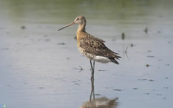 黑尾鷸 Black-tailed Godwit