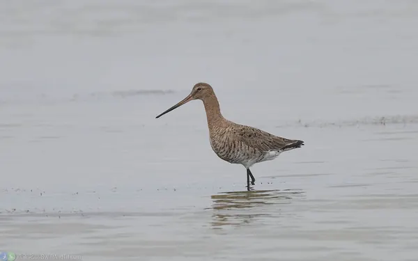 黑尾鷸 Black-tailed Godwit
