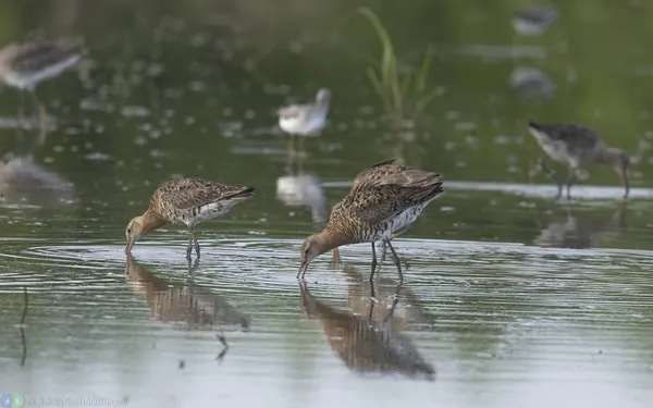 黑尾鷸 Black-tailed Godwit