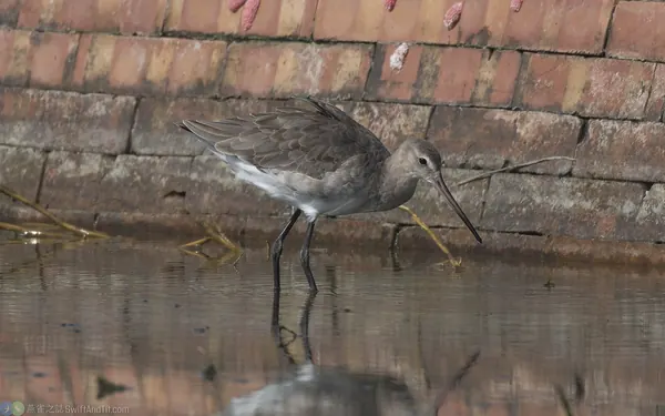 黑尾鷸 Black-tailed Godwit 非繁殖羽