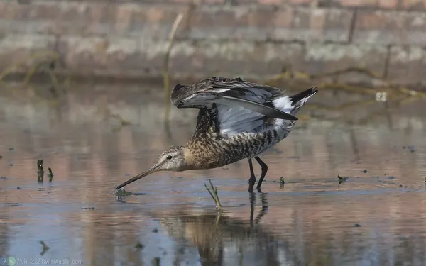黑尾鷸 Black-tailed Godwit