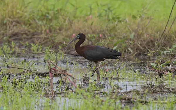glossy-ibis (2)
