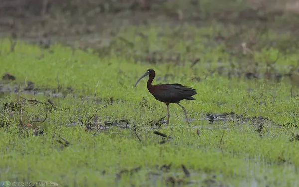 彩䴉 Glossy Ibis