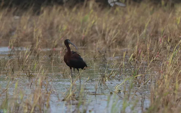 glossy-ibis (4)