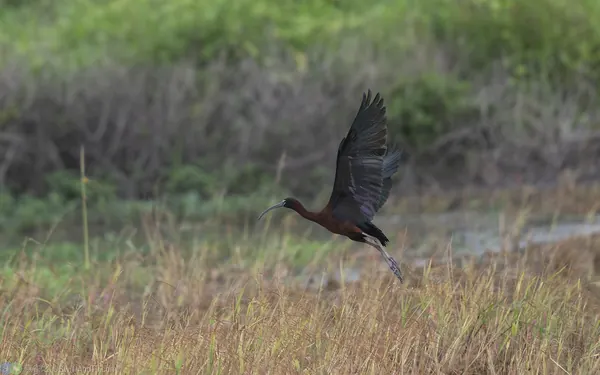 glossy-ibis (5)