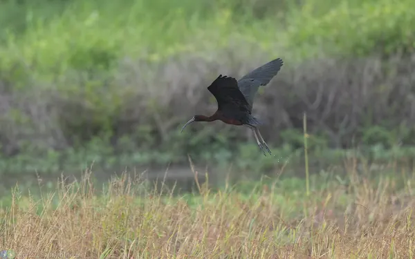 彩䴉 Glossy Ibis