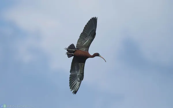glossy-ibis (8)