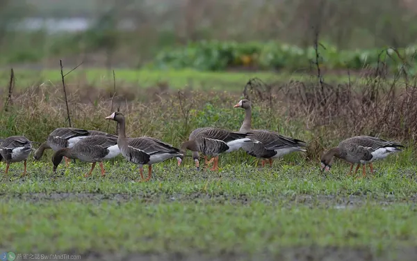 greater-white-fronted-goose (2)