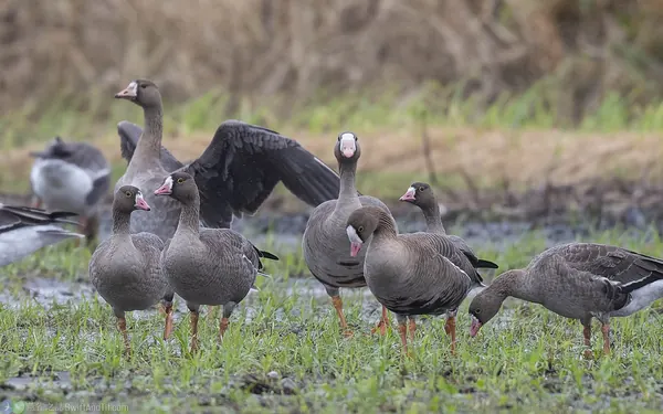 lesser-white-fronted-goose (1)