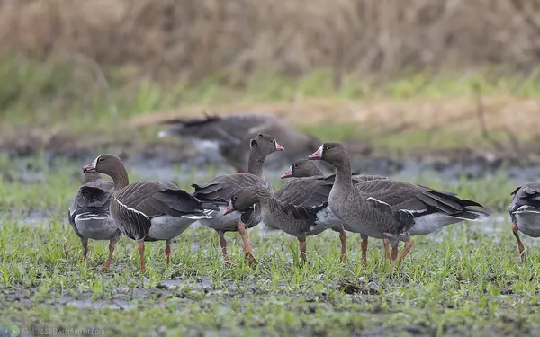 lesser-white-fronted-goose (3)