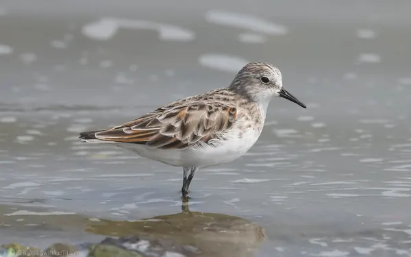 小濱鷸 Little Stint
