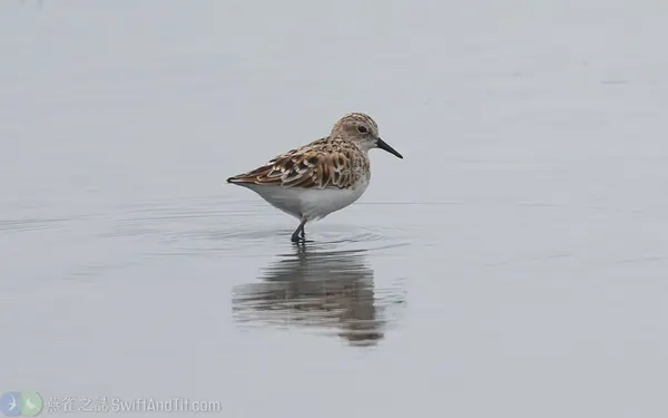小濱鷸 Little Stint 繁殖羽
