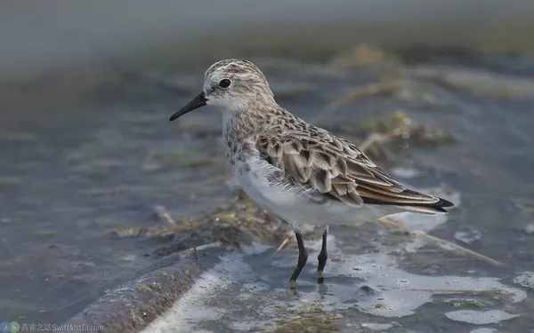 小濱鷸 Little Stint