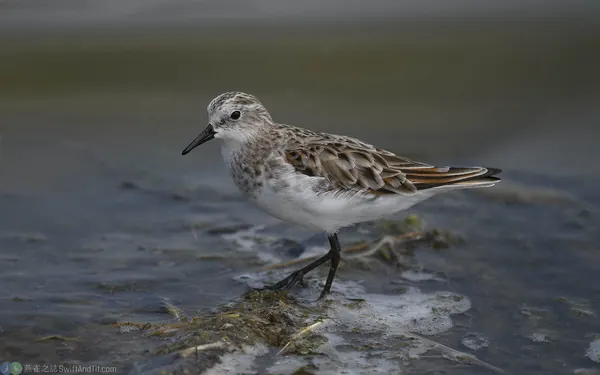 little-stint (3)