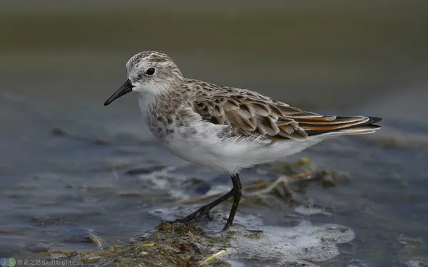 小濱鷸 Little Stint