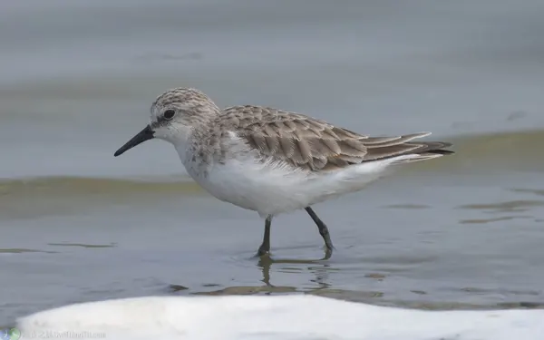 小濱鷸 Little Stint