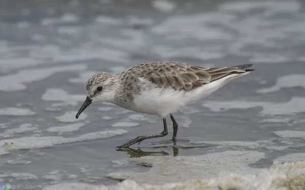 小濱鷸 Little Stint