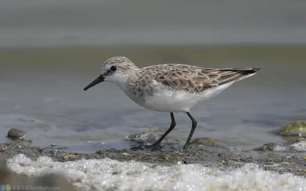 小濱鷸 Little Stint