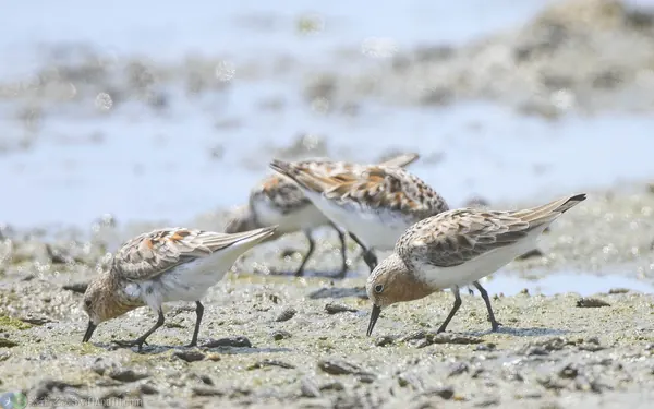 紅胸濱鷸 Red-necked Stint