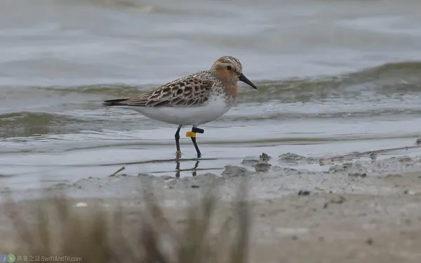紅胸濱鷸 Red-necked Stint