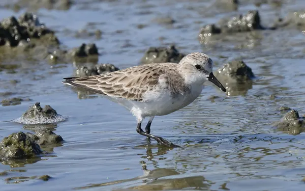 紅胸濱鷸 Red-necked Stint 非繁殖羽