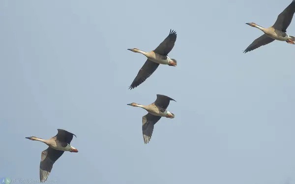 鴻雁 Swan Goose