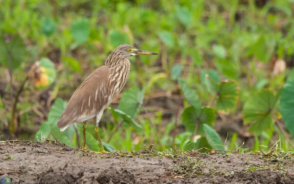 池鷺 Chinese Pond Heron