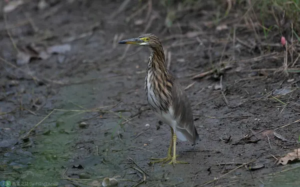 池鷺 Chinese Pond Heron
