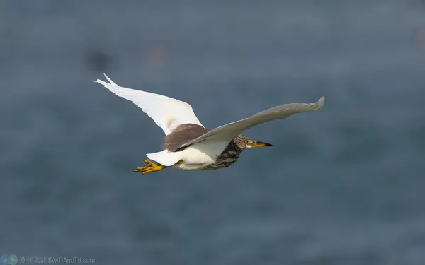 池鷺 Chinese Pond Heron