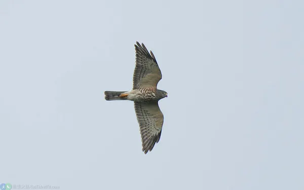赤腹鷹 Chinese Sparrowhawk 幼鳥