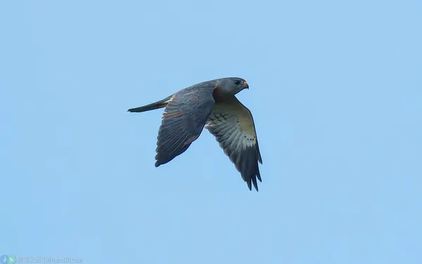 赤腹鷹 Chinese Sparrowhawk 雄鳥