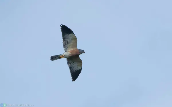 赤腹鷹 Chinese Sparrowhawk 雄鳥