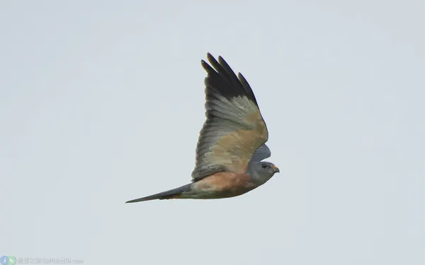 赤腹鷹 Chinese Sparrowhawk 雄成鳥