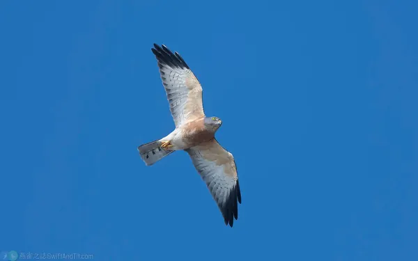 赤腹鷹 Chinese Sparrowhawk 雌成鳥