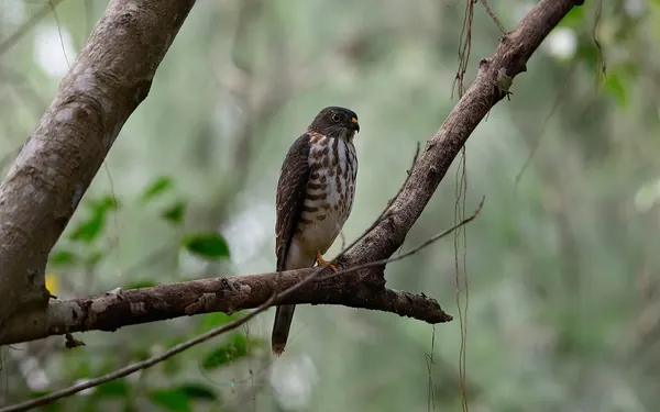 赤腹鷹 Chinese Sparrowhawk 幼鳥