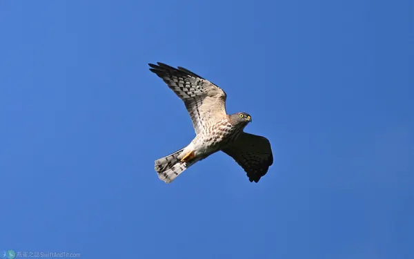 赤腹鷹 Chinese Sparrowhawk