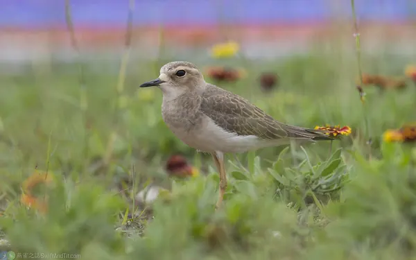 東方紅胸鴴 Oriental Plover 成鳥非繁殖羽 Adult Non-breeding